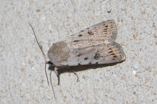Caradrina (Paradrina) fuscicornis, Noctuidae
